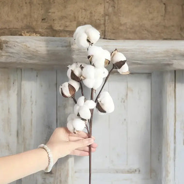 Cotton Stem