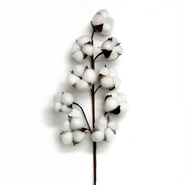 Cotton Stem