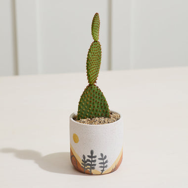 Mojave Desert Pot