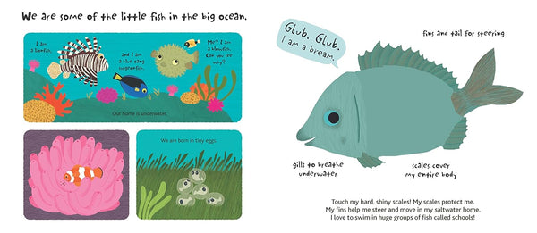 Touch and Explore: The Ocean