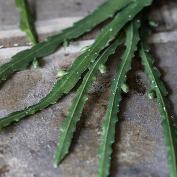 Artificial Trailing Cactus